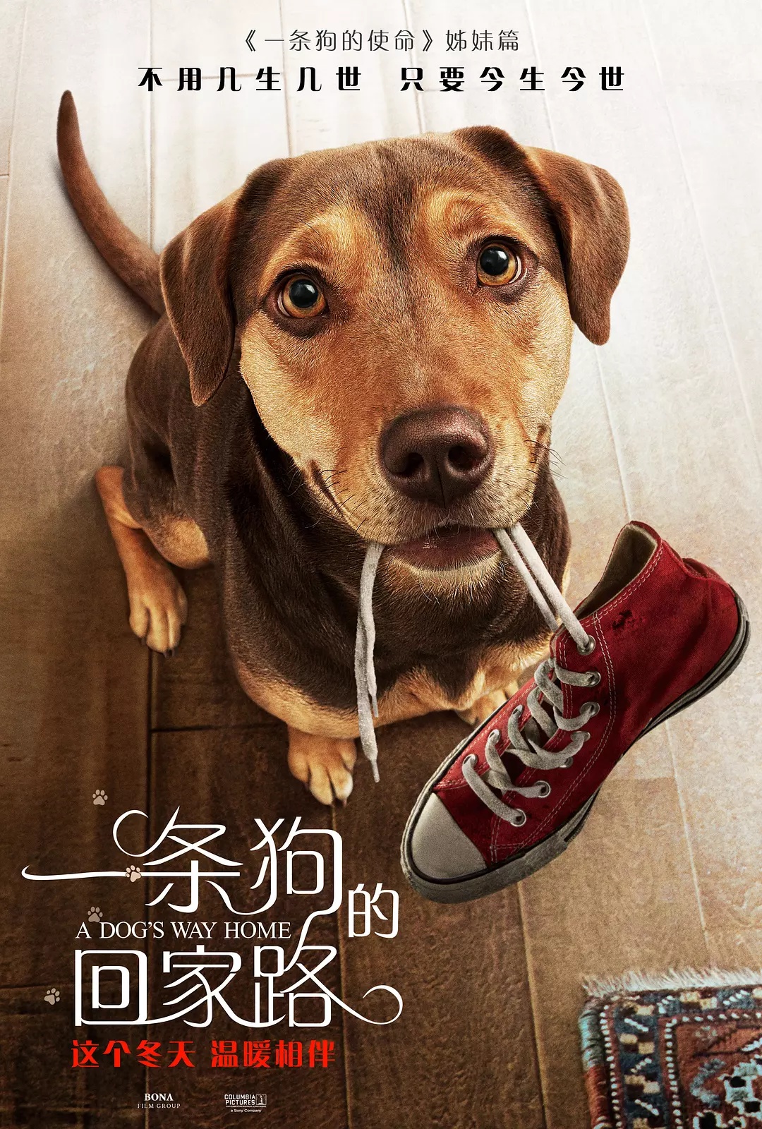 ดูหนังออนไลน์ ดูหนัง 4k A Dog s Way Home 2019 เพื่อนรักผจญภัยสี่ร้อยไมล์ 037moviefree